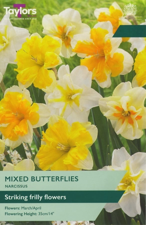 Narcissi Mixed Butterflies TP 12-14cm