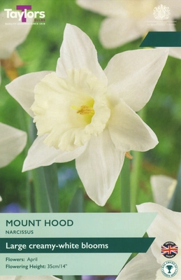 Narcissi Mount Hood 12-14 P/P