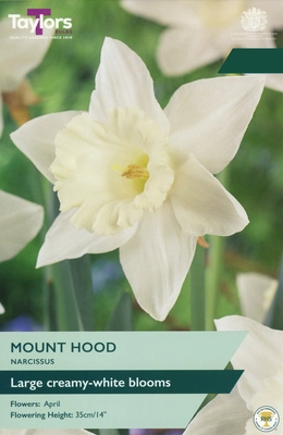 Narcissi Mount Hood 12-14 P/P