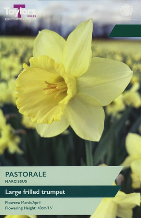 Narcissi Pastorale TP