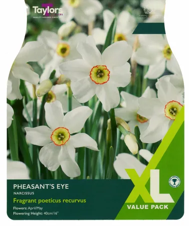 Narcissi Pheasant'S Eye Xl