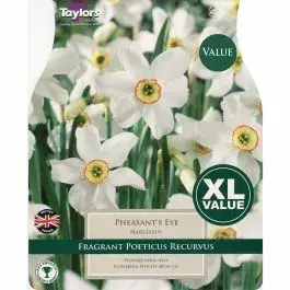 Narcissi Pheasant'S Eye Xl