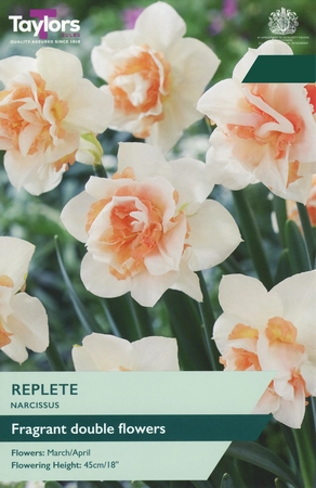 Narcissi Replete TP