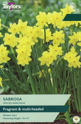 Narcissi Sabrosa TP