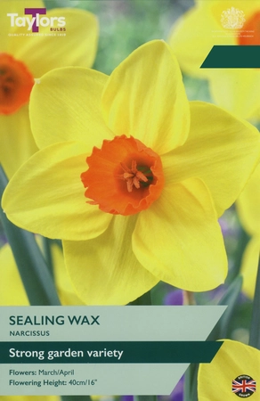 Narcissi Sealing Wax 12-14 P/P