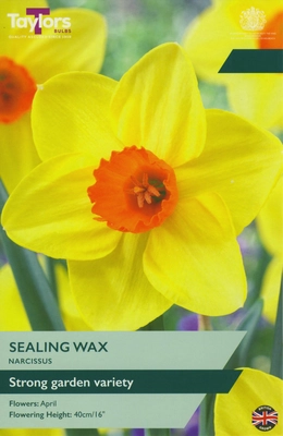 Narcissi Sealing Wax 12-14 P/P