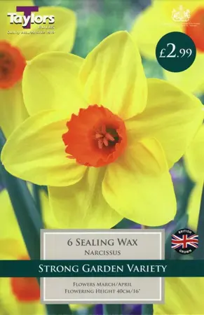 Narcissi Sealing Wax 12-14 P/P