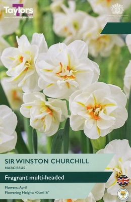 Narcissi Sir Winston Churchill 12-14