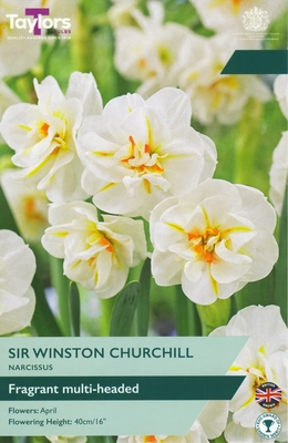 Narcissi Sir Winston Churchill 12-14