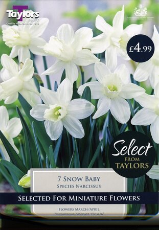 Narcissi Snow Baby 8-10