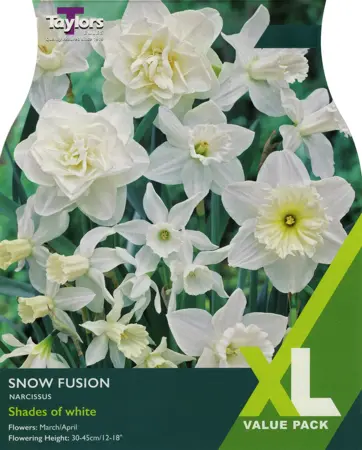 Narcissi Snow Fusion XL 10-14cm