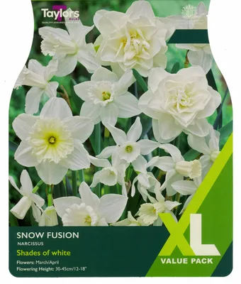 Narcissi Snow Fusion XL 10-14cm