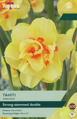 Narcissi Tahiti TP