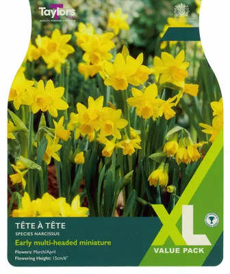 Narcissi Tete A Tete 12+ XL