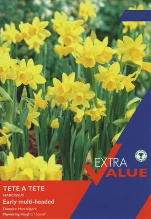Narcissi Tete A Tete Ev