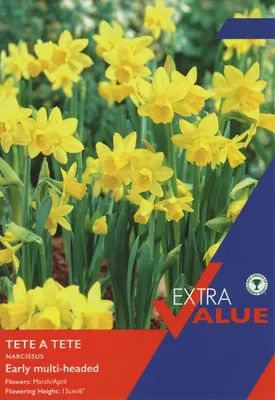 Narcissi Tete A Tete Ev