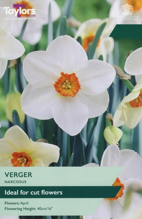 Narcissi Verger TP