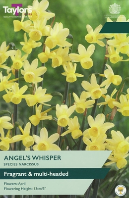 Narcissus Angels Whisper 8-9 Pre-Pack