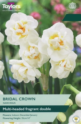 Narcissus Bridal Crown 12-14 P/P