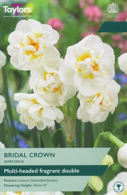 Narcissus Bridal Crown 12-14 P/P