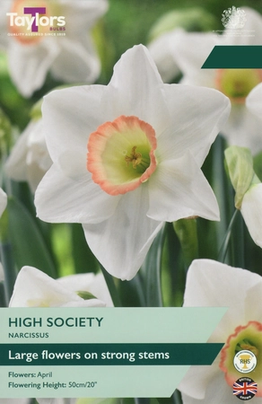 Narcissus High Society 12-14 P/P