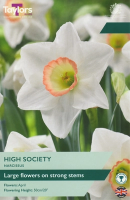 Narcissus High Society 12-14 P/P