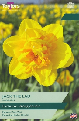 Narcissus Jack The Lad 12-14 P/P