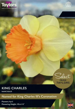 Narcissus King Charles 12-14 Se