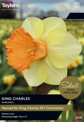 Narcissus King Charles 12-14 Se