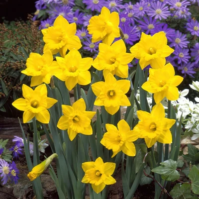 Narcissus Obvallaris SE 10up