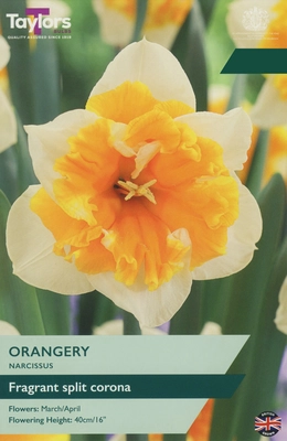 Narcissus Orangery 12-14 P/P