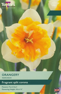 Narcissus Orangery 12-14 P/P