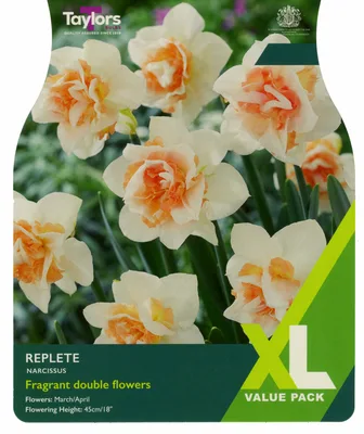 Narcissus Replete 10-12 Xl