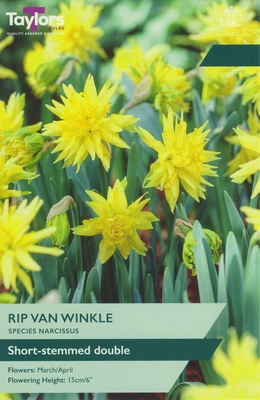 Narcissus Rip Van Winkle 8-10 P/P