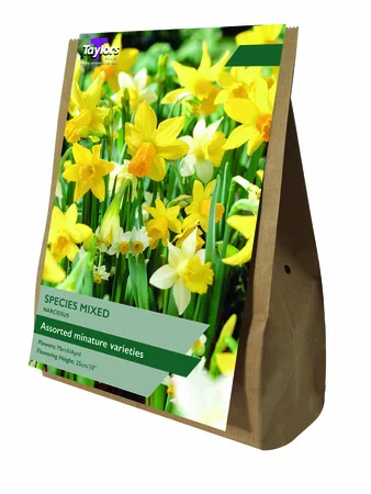 Narcissus Species Mixed 8+ Value Bag