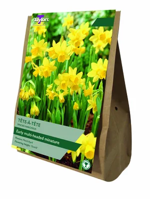 Narcissus Tete A Tete 10-11 Value Bag