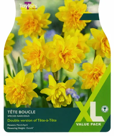 Narcissus Tete Boucle 10-11 Xl