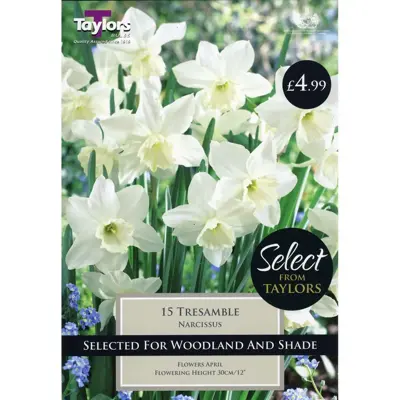 Narcissus Tresamble 10-12 P/P