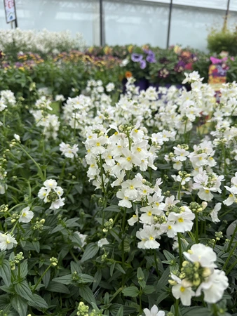 Nemesia 13cm