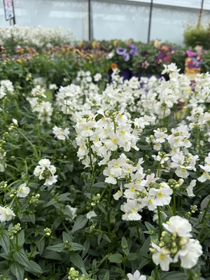 Nemesia 13cm