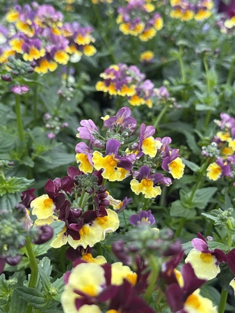 Nemesia In Varieties 3  lt - image 1