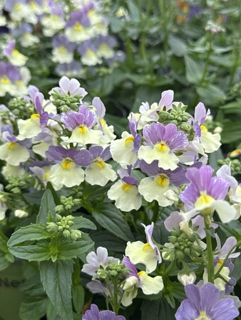 Nemesia In Varieties 3  lt - image 2
