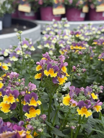 Nemesia In Varieties 3  lt - image 3