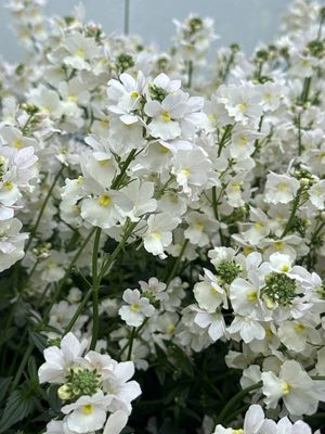 Nemesia Wisley Vanilla 1 Litre