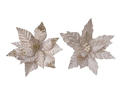 NG Pes Poinsettia On Clip 2Ass Champagne Dia30X4CmDia28X4Cm