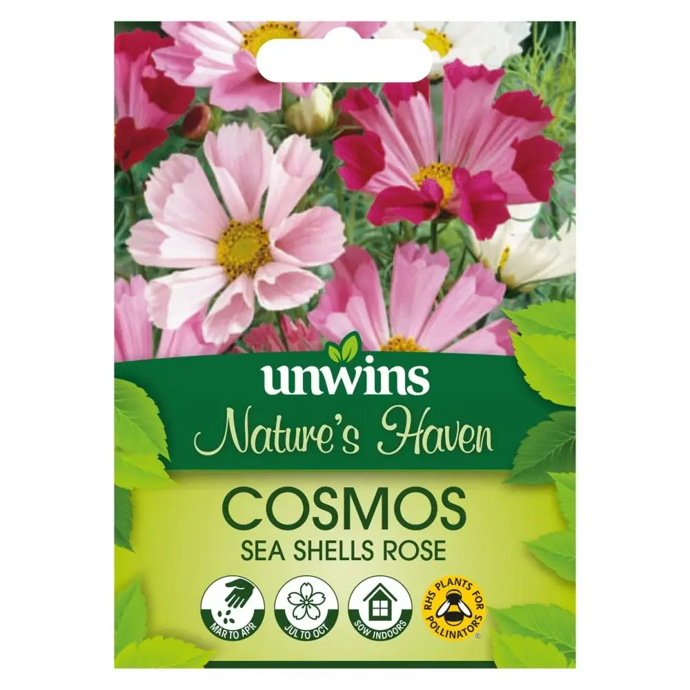 Shell Roses Plant NH Cosmos Sea Shells Rose - Jones Garden Centre