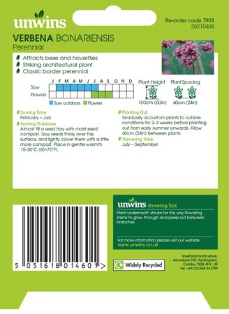 NH Verbena Bonariensis - image 2