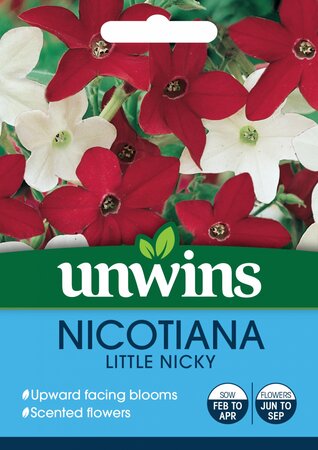Nicotiana Little Nicky - image 1