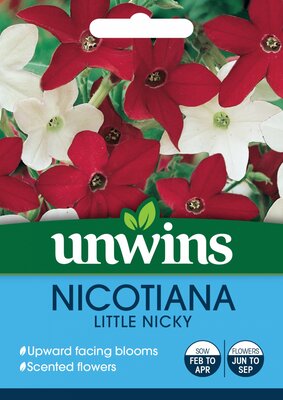 Nicotiana Little Nicky - image 2