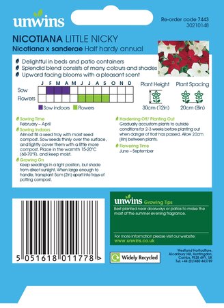 Nicotiana Little Nicky - image 2